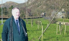 Dead roundabout trees are an eyesore, says councillor