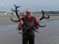 Borth antlers confirmed as from the Bronze Age