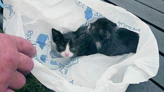 Investigation launched after kittens found dumped in tied-up plastic ...
