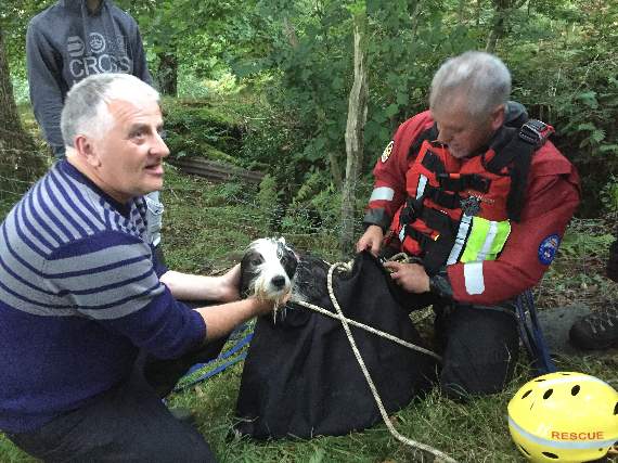 Treasured pet rescued after falling into gorge