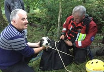 Treasured pet rescued after falling into gorge