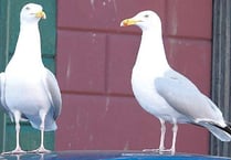 Pupils forced to stay inside after attack by seagulls