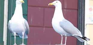 Pupils forced to stay inside after attack by seagulls