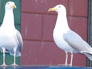 Pupils forced to stay inside after attack by seagulls