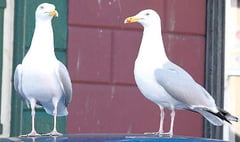 Pupils forced to stay inside after attack by seagulls