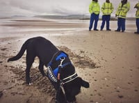 Trainee puppy practises her ordnance detection skills