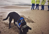 Trainee puppy practises her ordnance detection skills