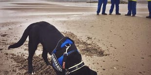 Trainee puppy practises her ordnance detection skills