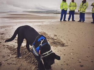 Trainee puppy practises her ordnance detection skills