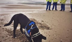 Trainee puppy practises her ordnance detection skills