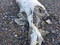 Dead seals appear to have been attacked