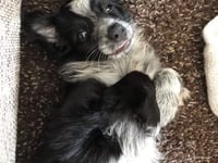 Pup dies after wrongly getting lethal injection
