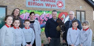 School recruits hawk to scare off seagulls