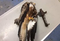 RSPCA appeal after red kite caught in illegal trap