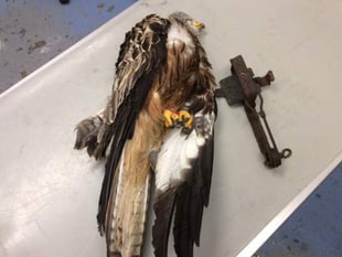 RSPCA appeal after red kite caught in illegal trap