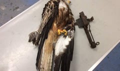 RSPCA appeal after red kite caught in illegal trap
