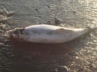 Harbour porpoise could have died of 'heat exhaustion'