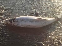 Harbour porpoise could have died of 'heat exhaustion'