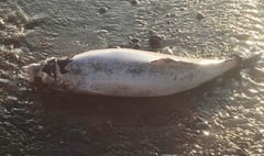 Harbour porpoise could have died of 'heat exhaustion'
