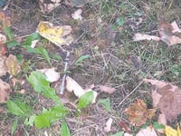 Horrified mum finds needle near schools