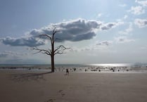 Campaign against beach tree sculpture will continue