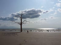 Campaign against beach tree sculpture will continue