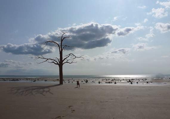 Campaign against beach tree sculpture will continue