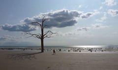 Campaign against beach tree sculpture will continue