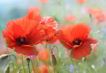 Hundreds raised for Poppy Appeal