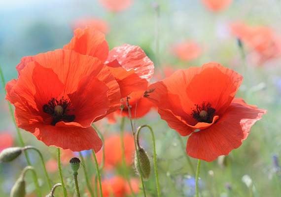 Hundreds raised for Poppy Appeal