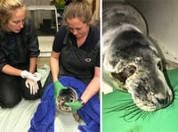 RSPCA rescues seal with badly damaged eye