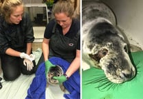 RSPCA rescues seal with badly damaged eye