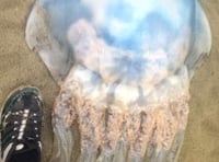 Holidaymaker snaps 'amazing' giant jellyfish