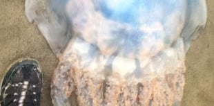 Holidaymaker snaps 'amazing' giant jellyfish