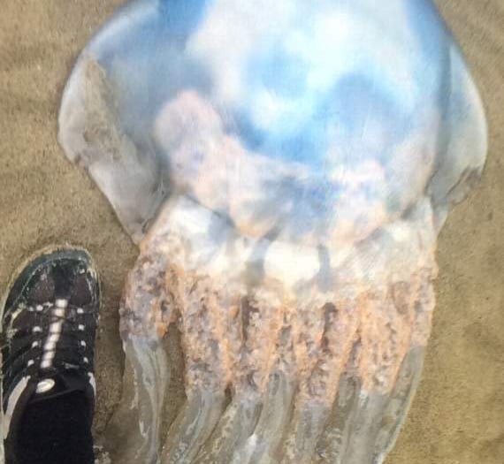 Holidaymaker snaps 'amazing' giant jellyfish