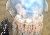 Holidaymaker snaps 'amazing' giant jellyfish