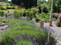 Delightful gardens open for National Garden Scheme
