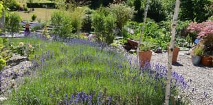 Delightful gardens open for National Garden Scheme