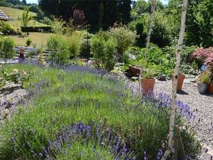 Delightful gardens open for National Garden Scheme