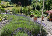 Delightful gardens open for National Garden Scheme