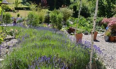 Delightful gardens open for National Garden Scheme
