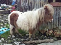 RSPCA appeal after pony found with overgrown hooves