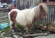 RSPCA appeal after pony found with overgrown hooves