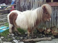 RSPCA appeal after pony found with overgrown hooves