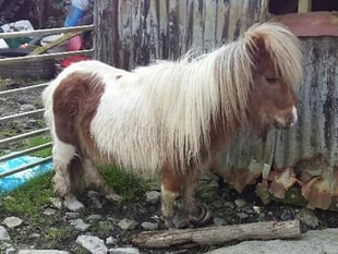 RSPCA appeal after pony found with overgrown hooves