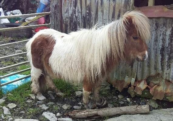 RSPCA appeal after pony found with overgrown hooves