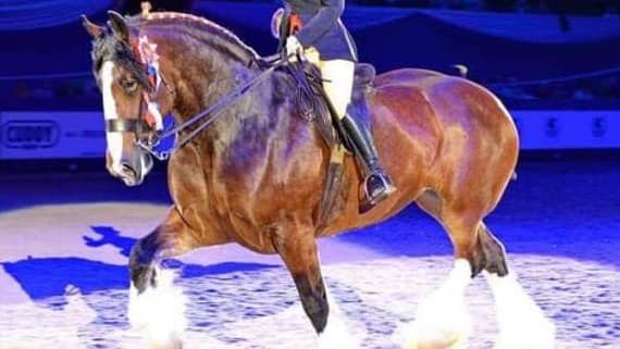 Ceredigion-bred horse wins title at Horse of the Year Show 