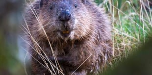 Welsh Government to recognise beavers at 'native' species