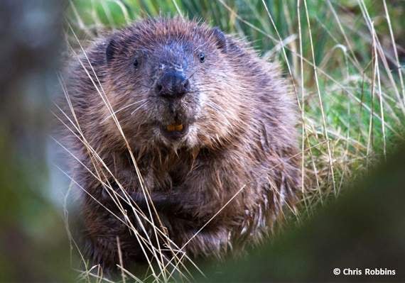 Welsh Government to recognise beavers at 'native' species