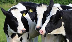 £10,000 grants for hard-hit dairy farmers announced